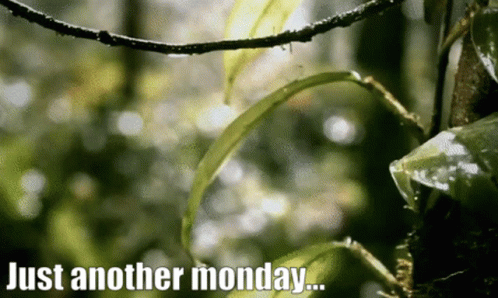 Just Another Monday In The Forest GIF