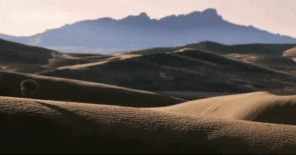 Just Balling Around The Desert GIF