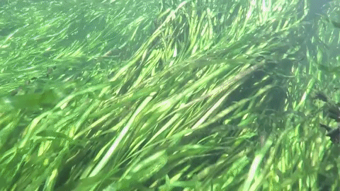 Just Going With The Flow Underwater GIF