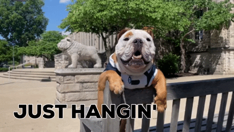 Just Hanging Butler Bulldog GIF