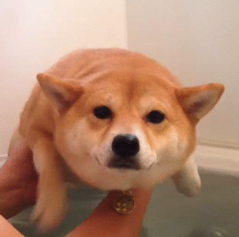 Just Keep Swimming Cute Dog Bath Tub GIF