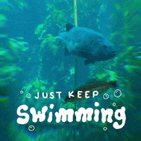 Just Keep Swimming Gian Sea Bass GIF