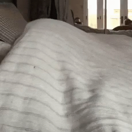 Just Waking Up Cute Dog GIF