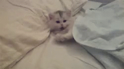Just Waking Up Persian Cat GIF