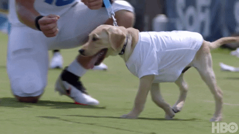 Justin Herbert Chargers Dog GIF
