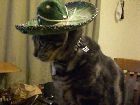 K Cat With Mexican Hat GIF