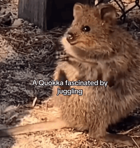 Kangaroo And Quokka Watching Juggling GIF