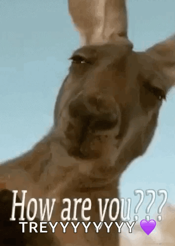 Kangaroo Asking How Are You With Purple Heart