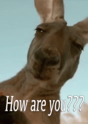Kangaroo Chewing How Are You Doing GIF