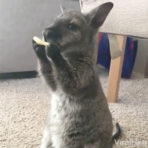Kangaroo Eating Food