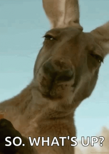 Kangaroo Face Saying So What's Up