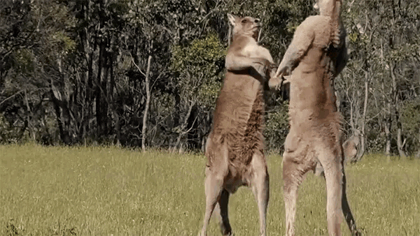 Kangaroo Fighting Strike GIF