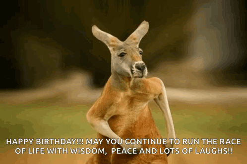 Kangaroo Happy Birthday Wishes