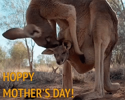 Kangaroo Holding Baby Kangaroo Hoppy Mother Day GIF