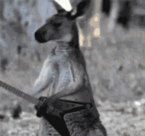Kangaroo Holding Guitar In Pouch GIF