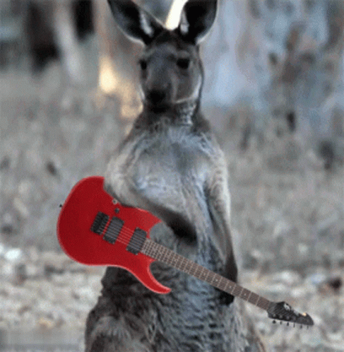Kangaroo Holding Red Electric Guitar
