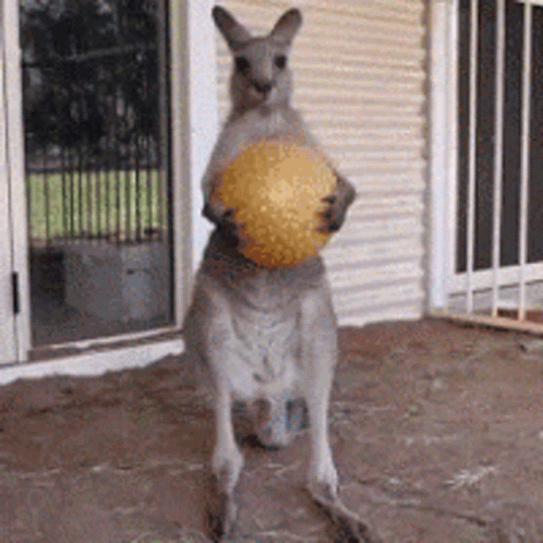 Kangaroo Holding Yellow Ball