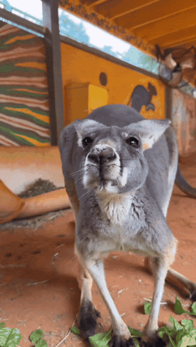Kangaroo in Front of Yellow Wall