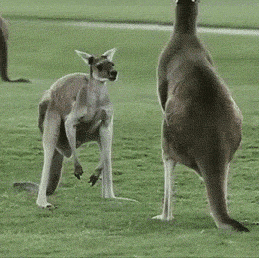 Kangaroo Itchy Balls GIF