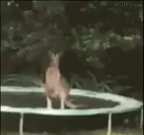Kangaroo Jumping on Trampoline