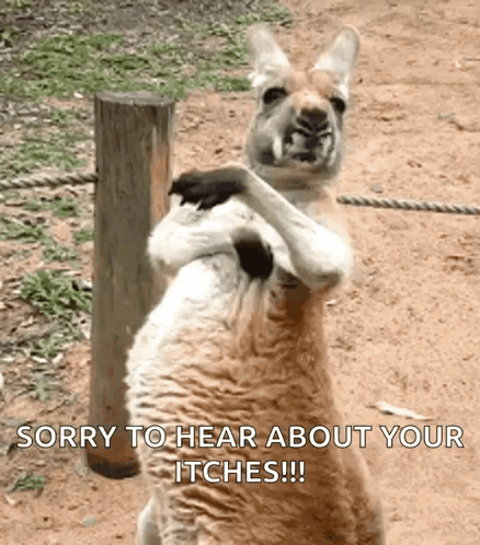 Kangaroo Laying Saying We Will Just Lay Around GIF
