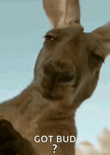 Kangaroo Looking At Camera Saying Got Bud GIF