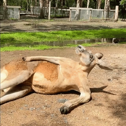 Kangaroo Lying On Back On Ground GIF