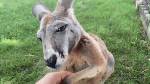 Kangaroo Petting Person's Hand