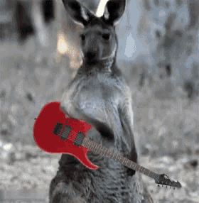 Kangaroo Playing Guitar GIF
