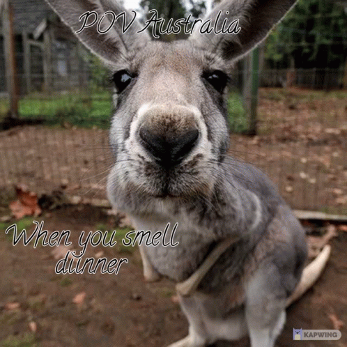 Kangaroo Pov Australia When You Smell Dinner