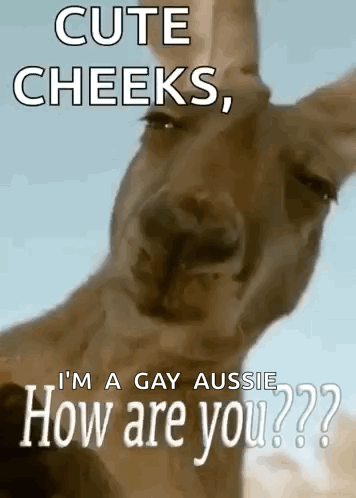 Kangaroo Saying Cute Cheeks I'm A Gay Aussie How Are You GIF
