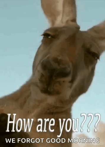 Kangaroo Saying How Are You We Forgot Good Morning
