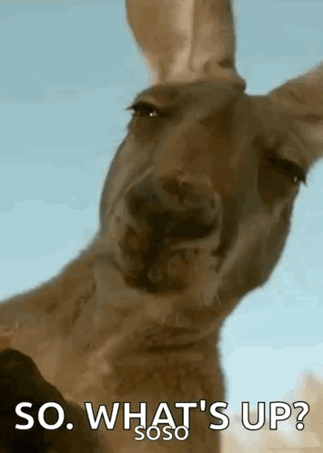 Kangaroo Saying So What's Up