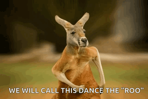 Kangaroo Saying We Will Call This Dance The Roo GIF