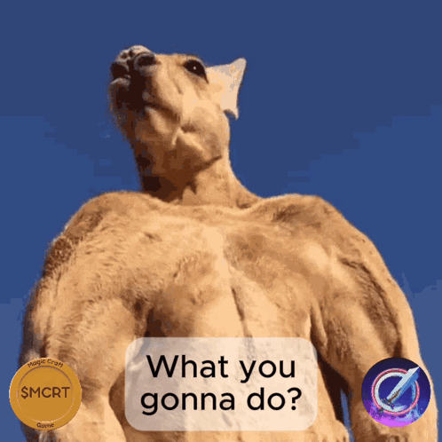Kangaroo Saying What You Gonna Do