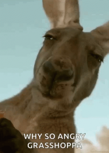 Kangaroo Says Why So Angry Grasshoppa