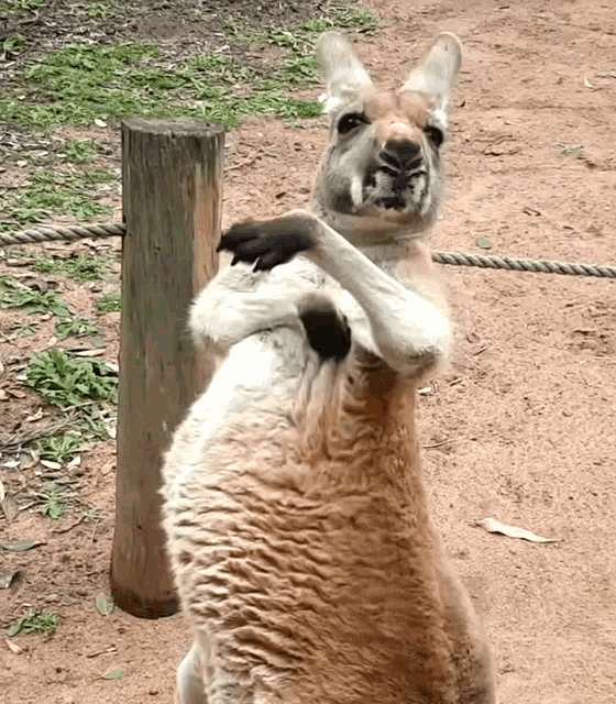 Kangaroo Scratch Itch Gif GIF