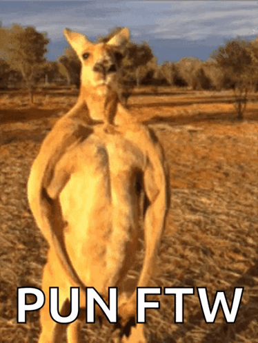 Kangaroo Standing in Field Pun FTW