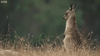 Kangaroo Standing in Tall Grass