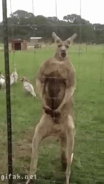 Kangaroo Standing on Hind Legs Behind Glass Fence