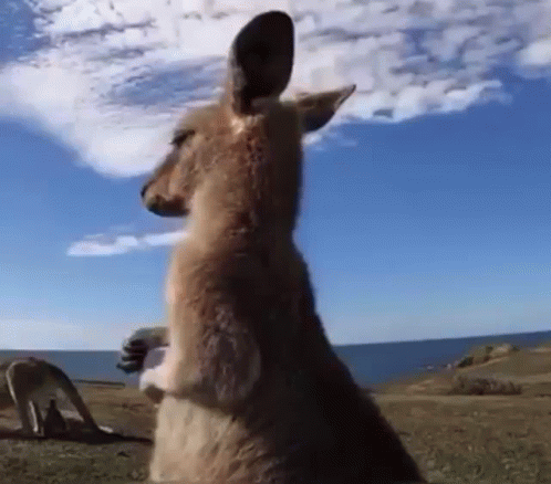 Kangaroo Standing On Hind Legs Looking At Camera GIF