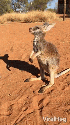 Kangaroo Standing on Hind Legs with Viralhog