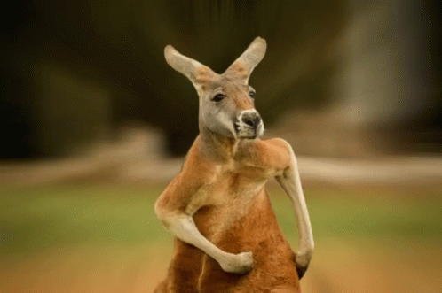 Kangaroo Standing With Crossed Legs