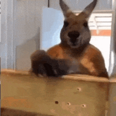 Kangaroo Standing With Paws Up at Window
