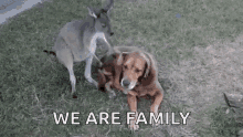 Kangaroo We Are Family GIF
