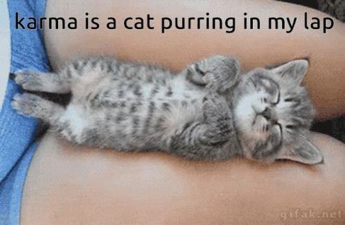 Karma Is A Cat Purr In My Lap GIF