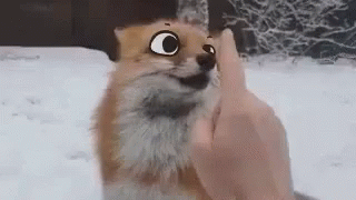 Kawaii Fox Staring GIF