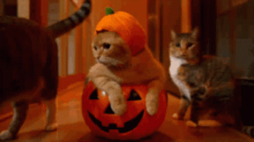 Kawaii Halloween Jack-o'-lantern Cat GIF