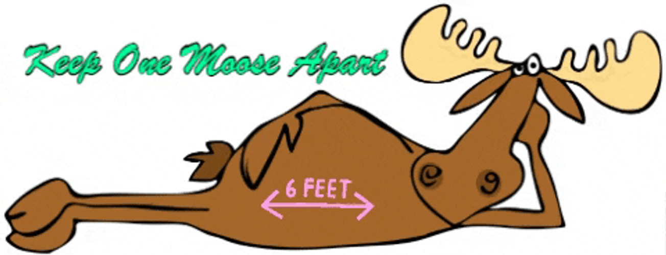 Keep One Moose Apart Animation GIF