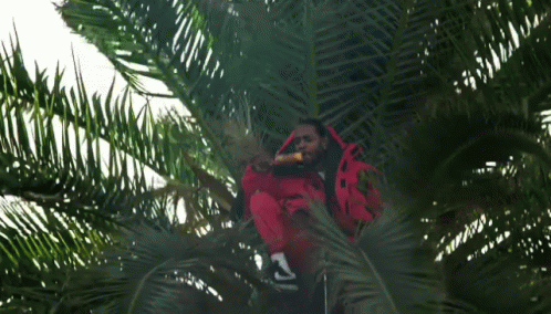 Kendrick Lamar In Coconut Tree GIF